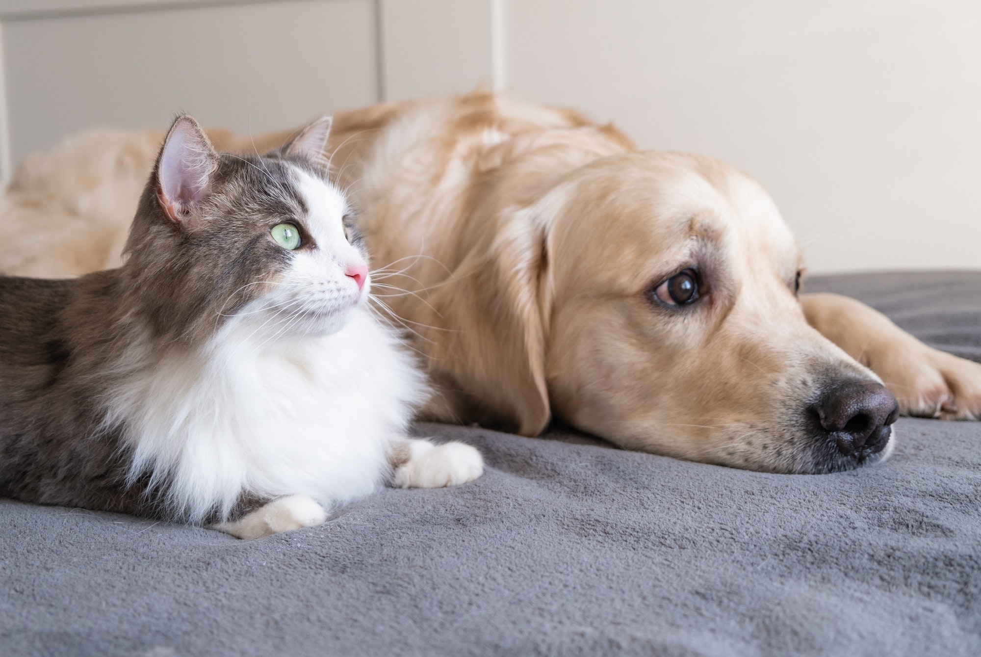 gray cat and dog golden retriever lie together on the crib.